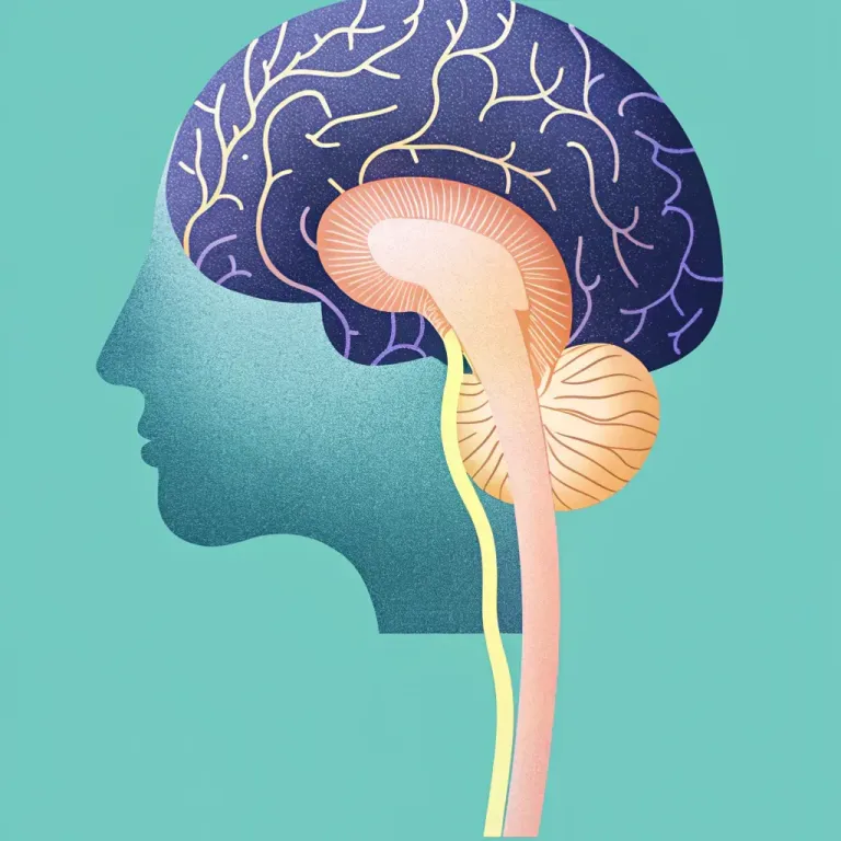 Brain's Blueprint: Nature or Nurture? cover