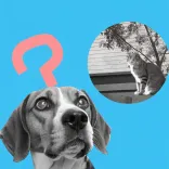 Podcast thumbnail
